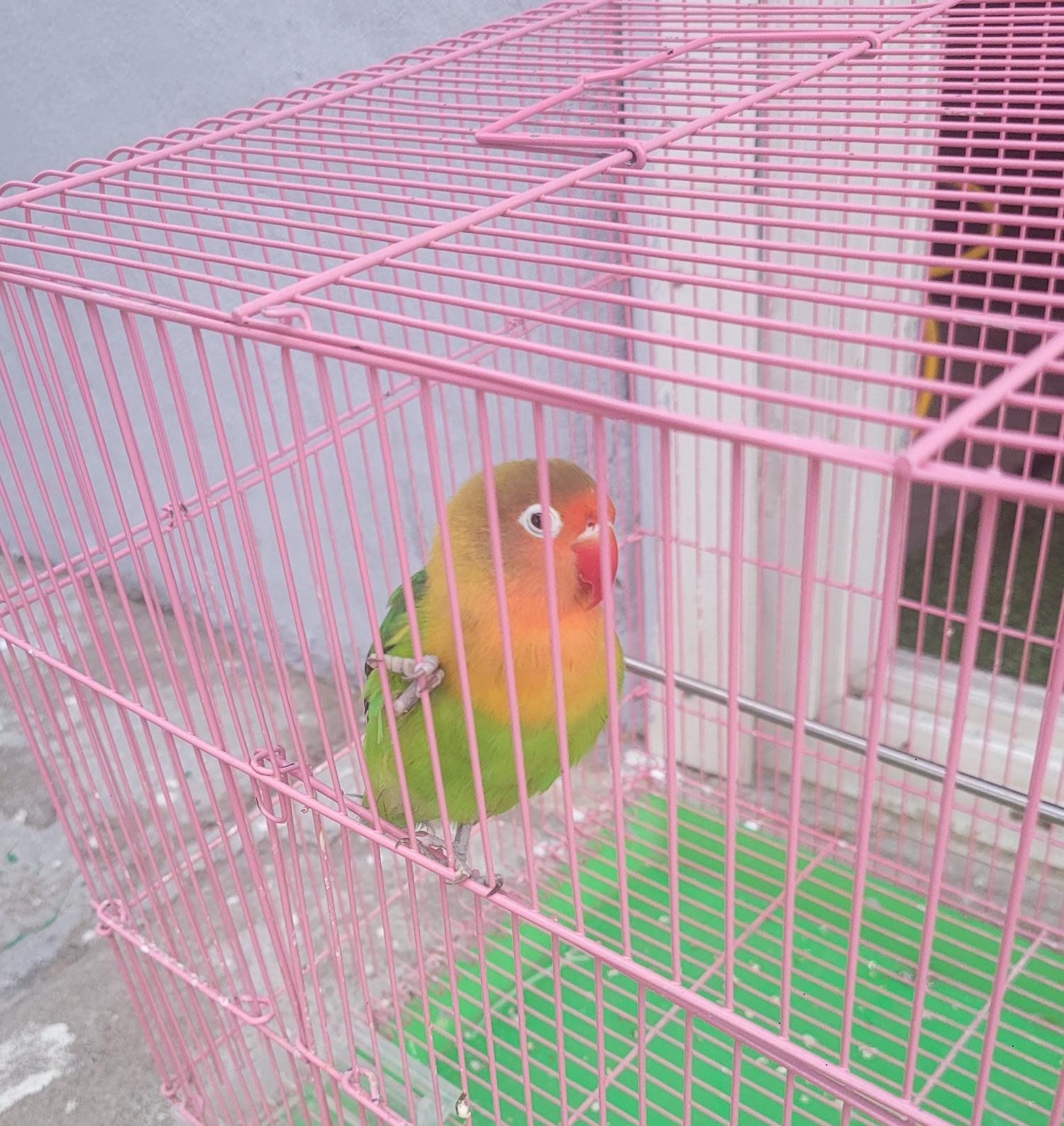 대구유기동물보호협회_427345202300112